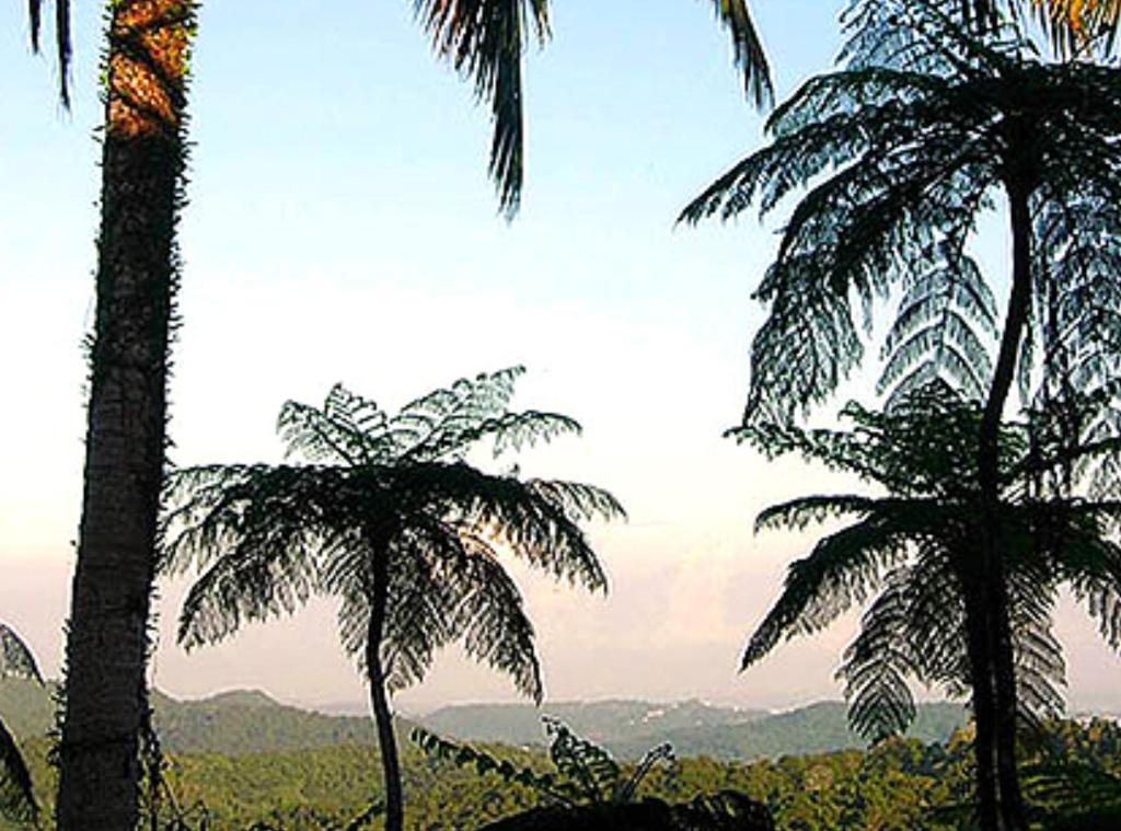 El Hotelito At The Rainforest Experience Farm فاجاردو المظهر الخارجي الصورة